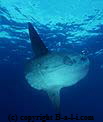Gro�fische in Bali - Mola Mola (Mondfisch) - Oceanic Sunfish