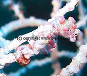 Pygmy Seahorse - Zwerg Seepferdchen in Bali - HIPPOCAMPUS BARGIBANTI