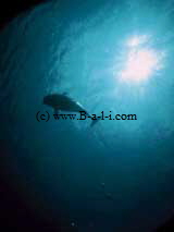 Tauchpl�tze Bali  -klick-