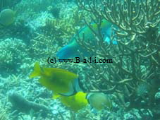 Korallen & Falterfische