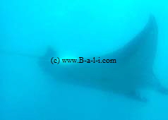 Manta Ray