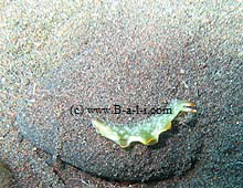 Alle Tauchpl�tze in Bali -klick-