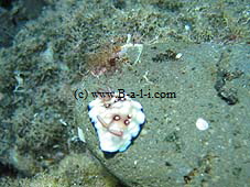 Fotos von den Tauchpl�tzen in Bali  -klick-