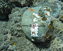 Alle Tauchpl�tze in Bali -klick-