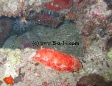 Spanische T�nzerin