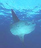 Modfisch - Oceanic Sunfish